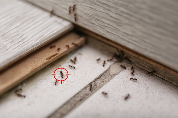 Best Emergency Pest Control  in Volga, SD